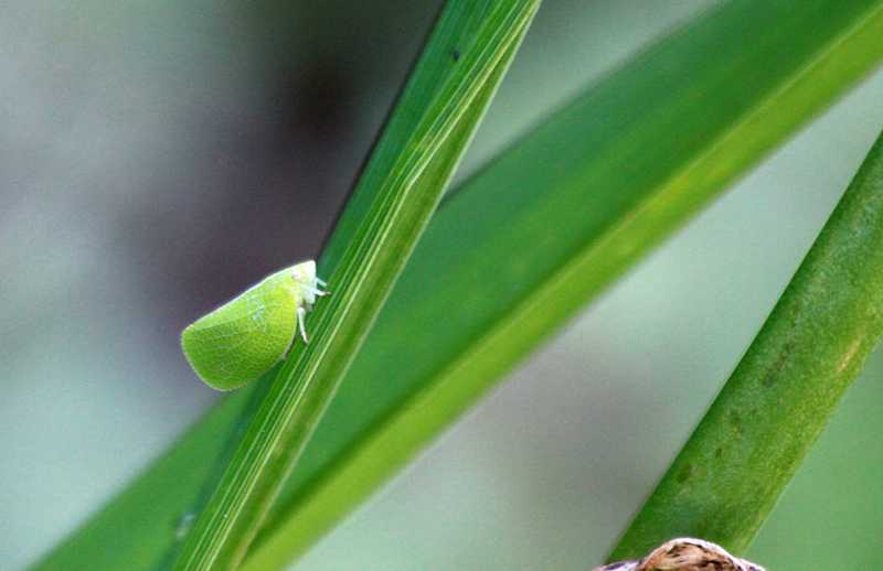 Leafhoppers and planthoppers